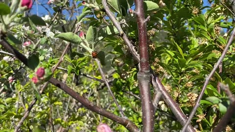Eyed Ladybug Traveling on the Apple Tree