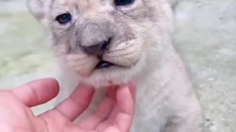 Child lion video | short video animal
