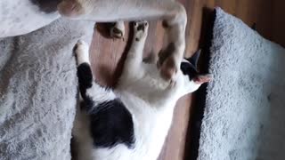 Cat and dog playing 2
