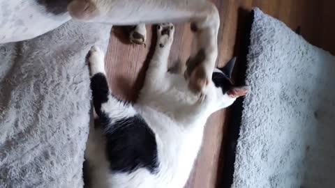 Cat and dog playing 2