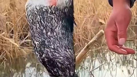 Alive fish stuck in the throat 😲😭 | painful moment | fishing | duck in trouble 🥶