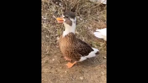 This duck quack is so funny 😅😅😅😅