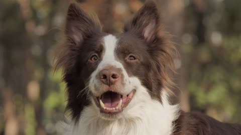 Smiling dog 😊😊