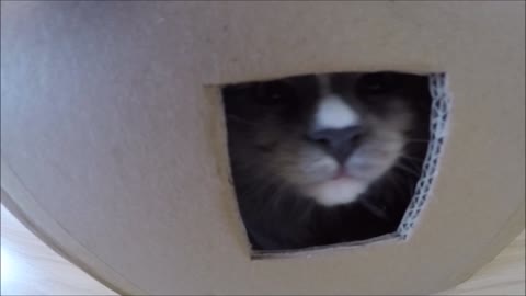 Petty the Kitten enjoys "Box of Happiness"