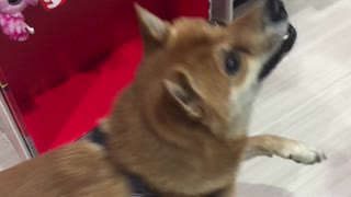 Shiba Inu dances in excitement for holiday gifts