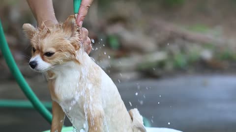 Washing on pomeranian dog having a shampoo bath😍😂
