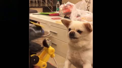 pets playing with toys