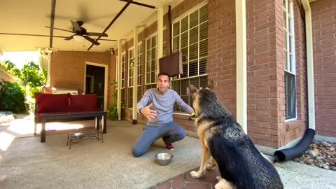 Dog training videos