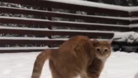 Funny cat play in snow for first time