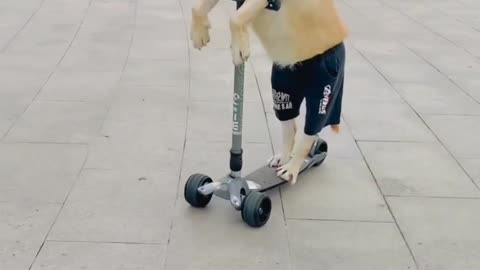 Ever seen a dog riding a scooter?