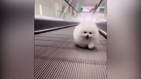 Funny Puppy Videos - 5