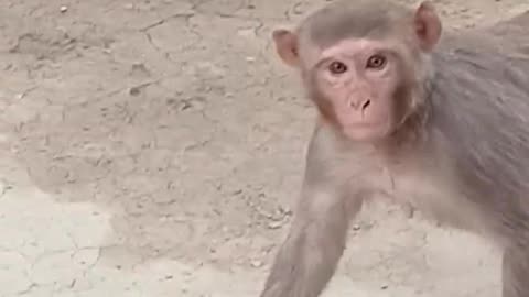 Monkey funny video