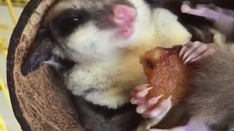 Funny and Cutest Hamster Compilation