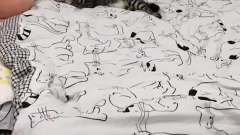 My Kitten Sleeping Positions
