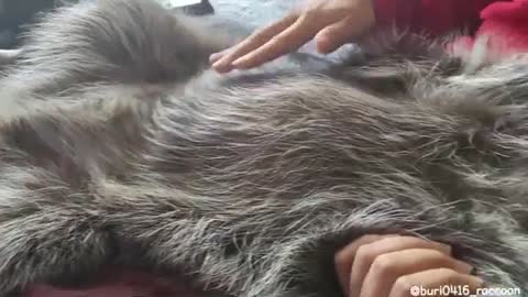 Pet_raccoon_takes_relaxation_to_the_next_level_#Shorts(360p).mp4