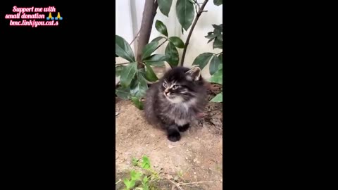 😂 Funniest Cats and Dogs Videos 😺🐶 __ 🥰😹 Hilarious Animal Compilation №149