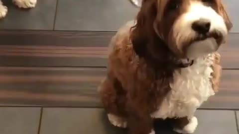 Dog wagging its tail, desperate to be cuddled