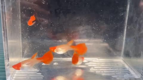 Cá guppy 7 màu đẹp