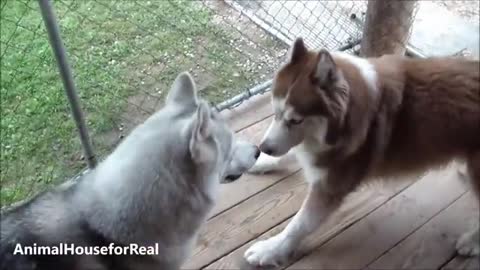 Siberian Huskies Dancing