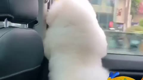 Puppy is Dancing inside the Car