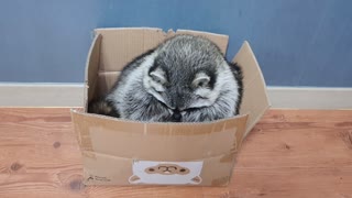 Raccoon sits in the box like a cat and remodels the box.