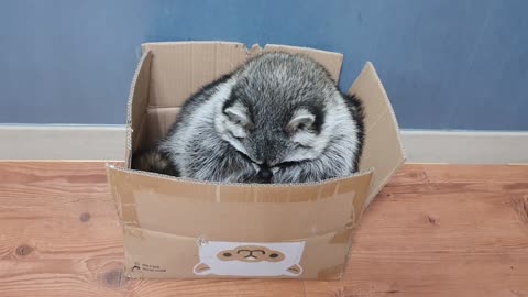 Raccoon sits in the box like a cat and remodels the box.