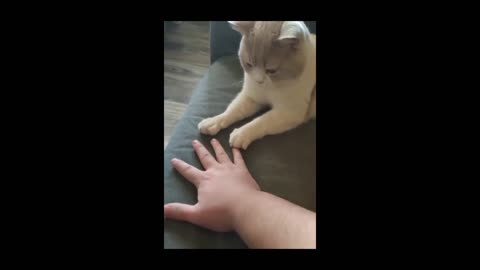 Cat funny moments 😂