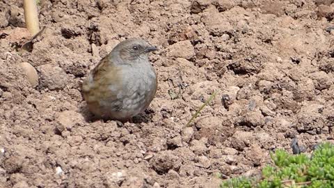 Meditations of The Sparrow bird on the prairie and its fun and beautiful singing (2)