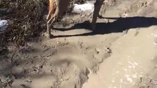 Dog rolls in mud while owner begs him to stop