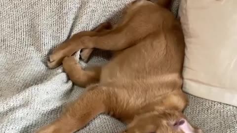 Funniest & Cutest Golden Retriever Puppies - 30 Minutes of Funny Puppy Videos