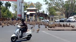 Monkeys Stampede Through Street