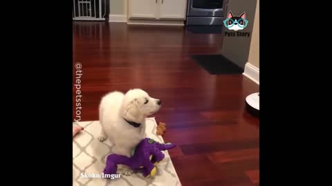 Adorable puppy quits playing with his doll when he saw an interesting cartoon dance on TV.