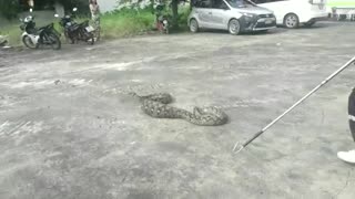 Snake Regurgitates Cat