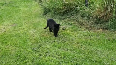 Beautiful Cat Standing On Grass In Great Britain.