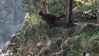 Lyrebird Imitating the Calls of Others