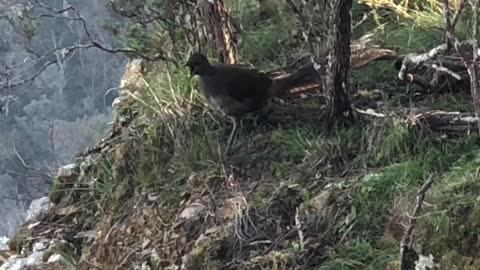 Lyrebird Imitating the Calls of Others