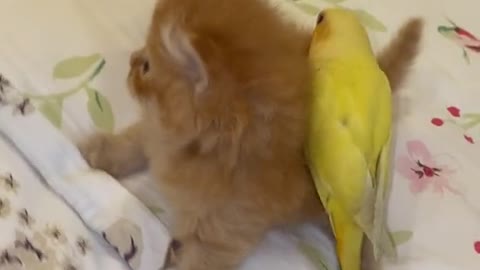 cat and parrot 😂😆