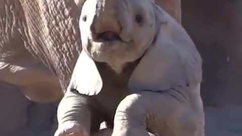 Small Elephants Play with Peoples like Babies