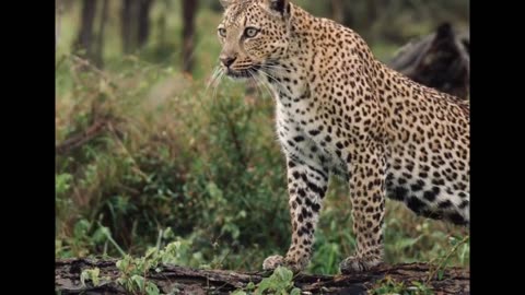 Female Leopard Does Not Lose Focus on Prey!