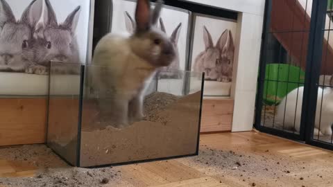 Funny rabbit digs in the sand