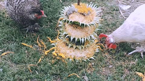 Sunflower grill for chickens 😍🐔