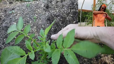 Growing potatoes and sweet potatoes in a Mittleider garden tips and tricks - ASL interpreted
