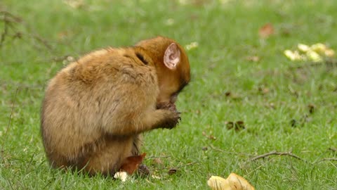 A Bread-Eating Brown Monkey