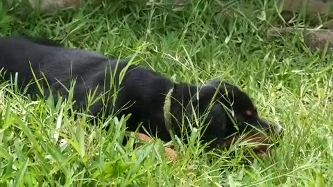 Adorable Lazy Rotweiller