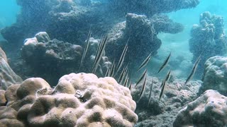 Diver Discovers Dancing Razor Fish