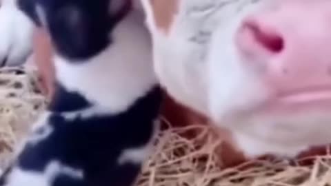 Cute Animal Video. A Cute puppy playing with a Cow. Watch and Smile