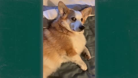 The Best Corgi Compilation On The Internet | Funny and Sassy Moments