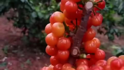 Amazing Cherry farm! #fruit #Farming