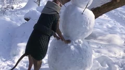Brown dog eats carrot off of snowman in woods