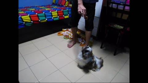 Funny Dog Standing Training With Dog Treats